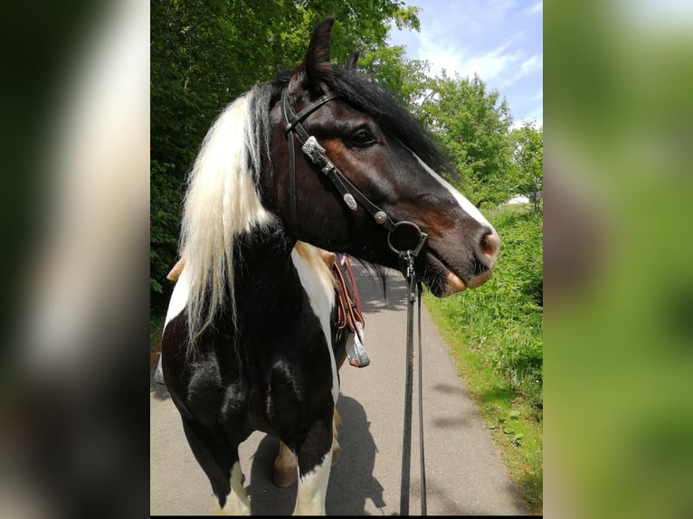 Cob Irlandese / Tinker / Gypsy Vanner Mix Castrone 11 Anni 165 cm Pezzato in Trusetal