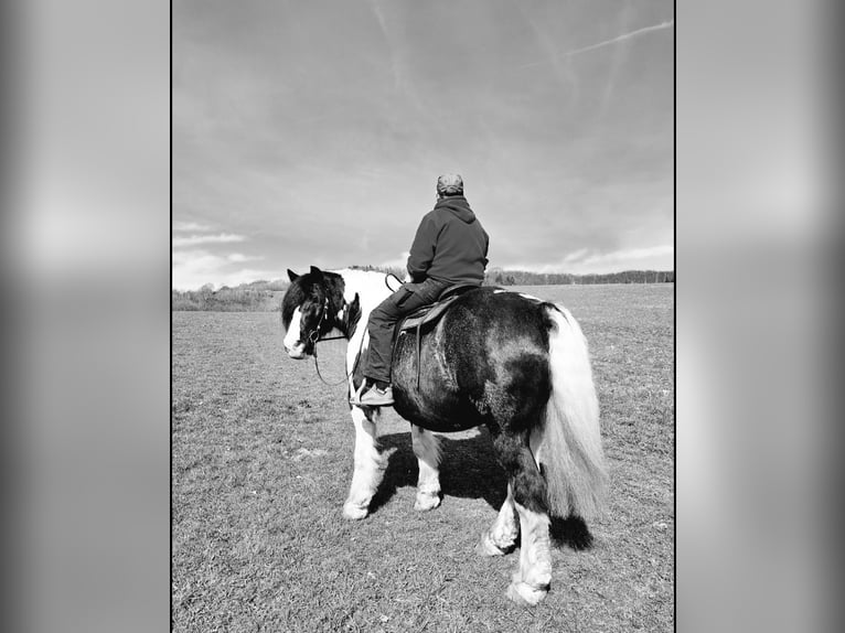 Cob Irlandese / Tinker / Gypsy Vanner Mix Castrone 11 Anni 165 cm Pezzato in Trusetal