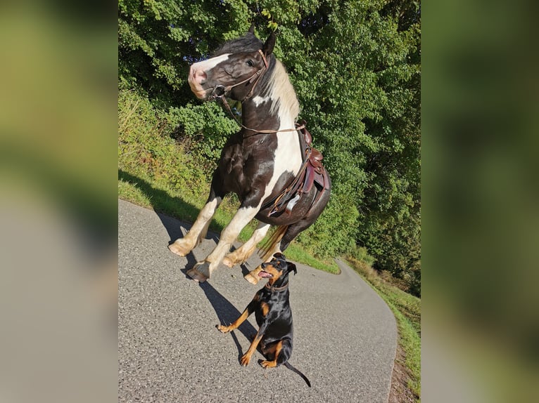 Cob Irlandese / Tinker / Gypsy Vanner Mix Castrone 11 Anni 165 cm Pezzato in Trusetal