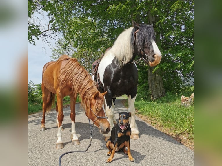 Cob Irlandese / Tinker / Gypsy Vanner Mix Castrone 11 Anni 165 cm Pezzato in Trusetal