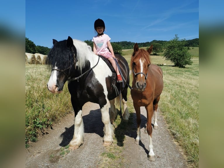 Cob Irlandese / Tinker / Gypsy Vanner Mix Castrone 11 Anni 165 cm Pezzato in Trusetal