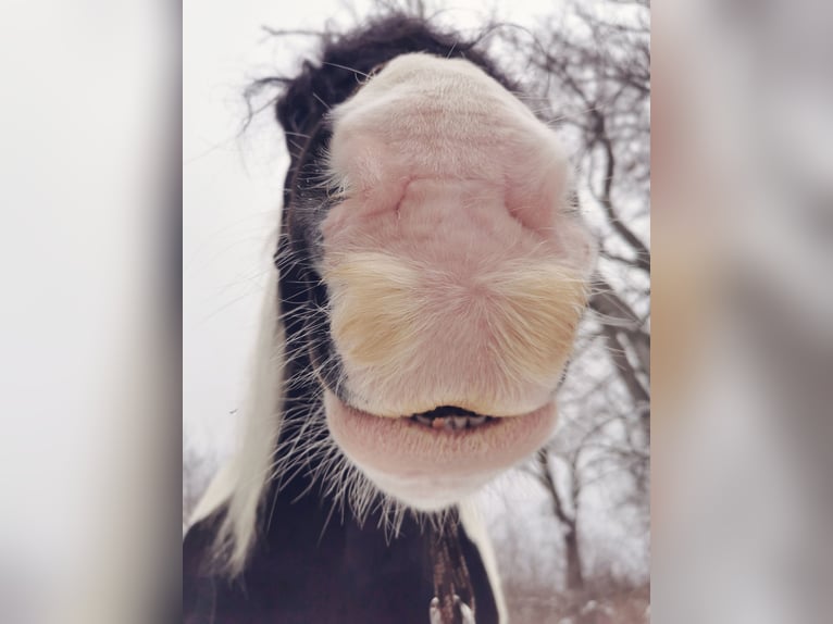 Cob Irlandese / Tinker / Gypsy Vanner Mix Castrone 11 Anni 165 cm Pezzato in Trusetal