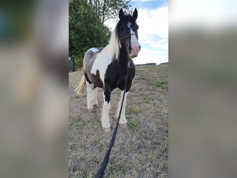 Cob Irlandese / Tinker / Gypsy Vanner Mix Castrone 11 Anni 165 cm Pezzato in Trusetal