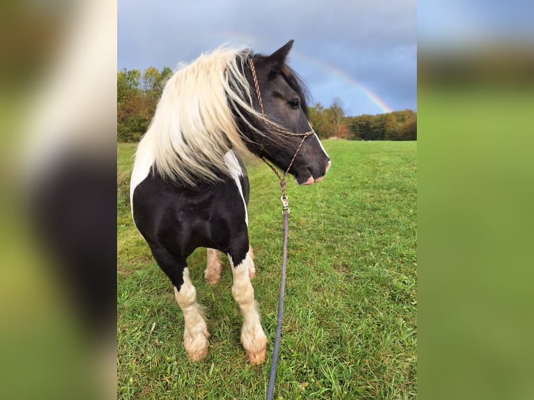 Cob Irlandese / Tinker / Gypsy Vanner Mix Castrone 11 Anni 165 cm Pezzato in Trusetal