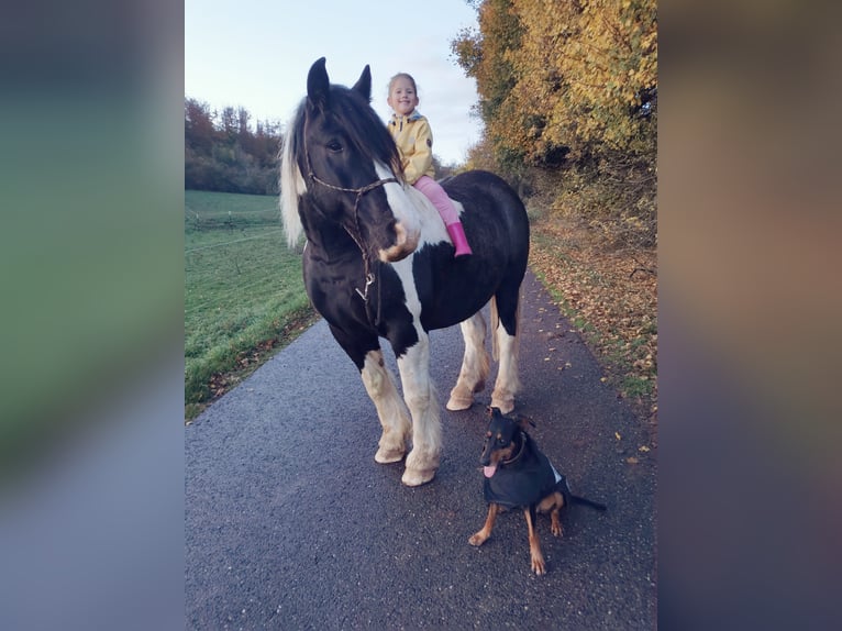 Cob Irlandese / Tinker / Gypsy Vanner Mix Castrone 11 Anni 165 cm Pezzato in Trusetal