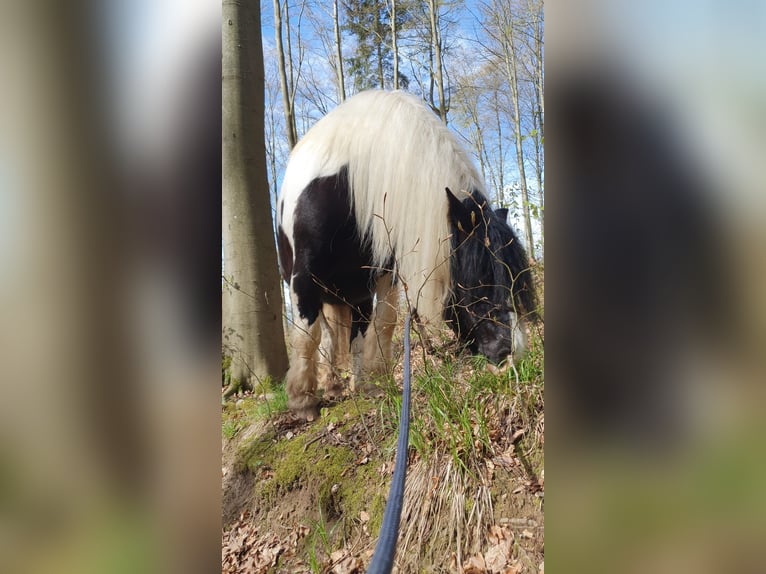 Cob Irlandese / Tinker / Gypsy Vanner Mix Castrone 11 Anni 165 cm Pezzato in Trusetal