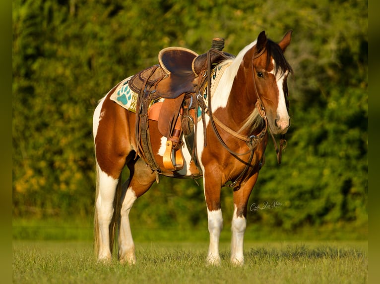 Cob Irlandese / Tinker / Gypsy Vanner Castrone 12 Anni 140 cm Tobiano-tutti i colori in Lewistown, IL