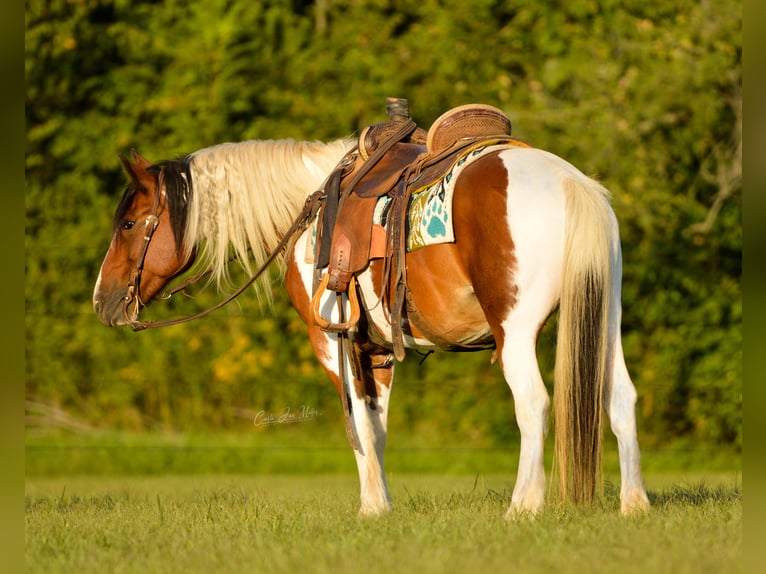 Cob Irlandese / Tinker / Gypsy Vanner Castrone 12 Anni 140 cm Tobiano-tutti i colori in Lewistown, IL