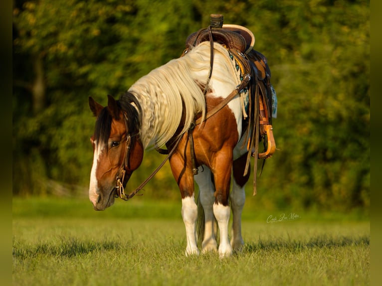 Cob Irlandese / Tinker / Gypsy Vanner Castrone 12 Anni 140 cm Tobiano-tutti i colori in Lewistown, IL