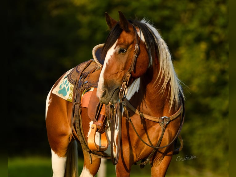 Cob Irlandese / Tinker / Gypsy Vanner Castrone 12 Anni 140 cm Tobiano-tutti i colori in Lewistown, IL