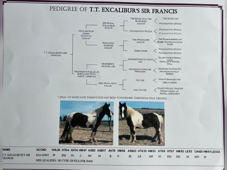 Cob Irlandese / Tinker / Gypsy Vanner Castrone 12 Anni 140 cm Tobiano-tutti i colori in Lewistown, IL