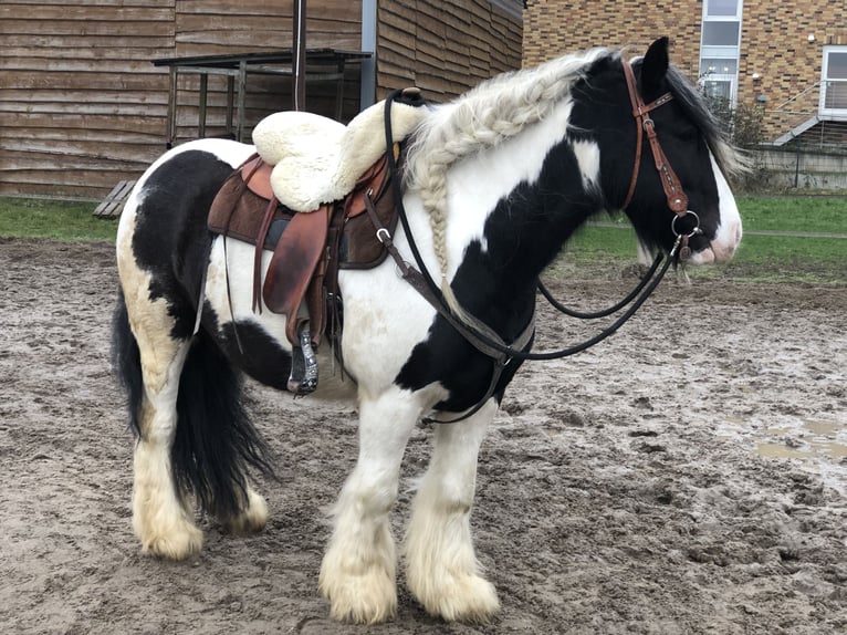 Cob Irlandese / Tinker / Gypsy Vanner Castrone 12 Anni 145 cm Pezzato in Duisburg