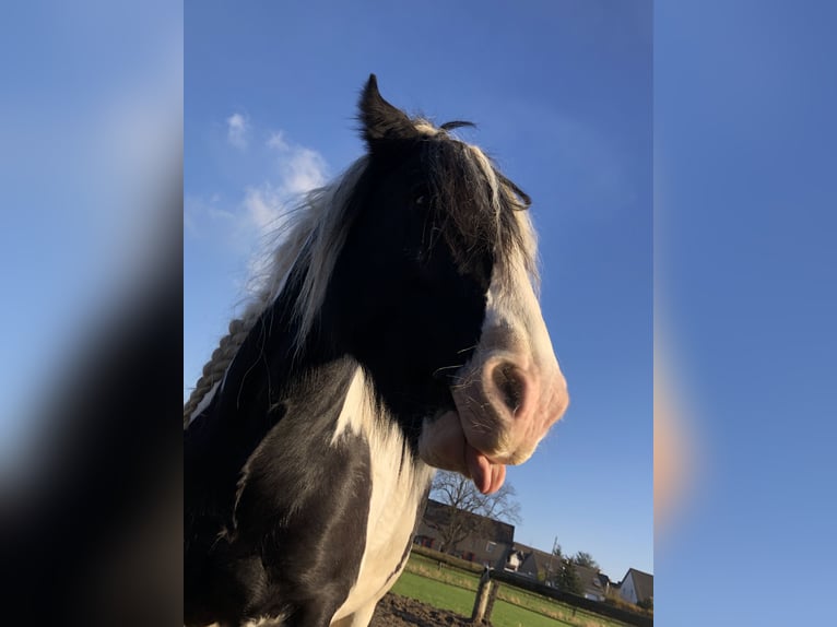 Cob Irlandese / Tinker / Gypsy Vanner Castrone 12 Anni 145 cm Pezzato in Duisburg