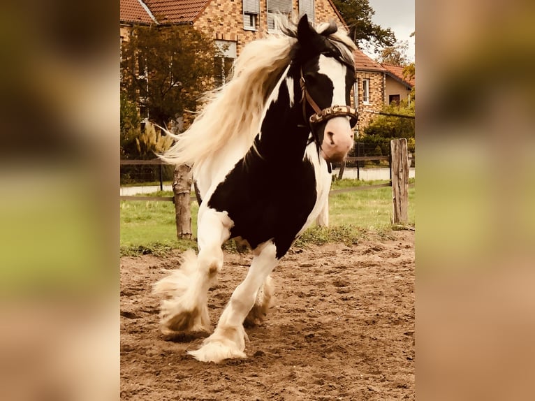 Cob Irlandese / Tinker / Gypsy Vanner Castrone 12 Anni 145 cm Pezzato in Duisburg