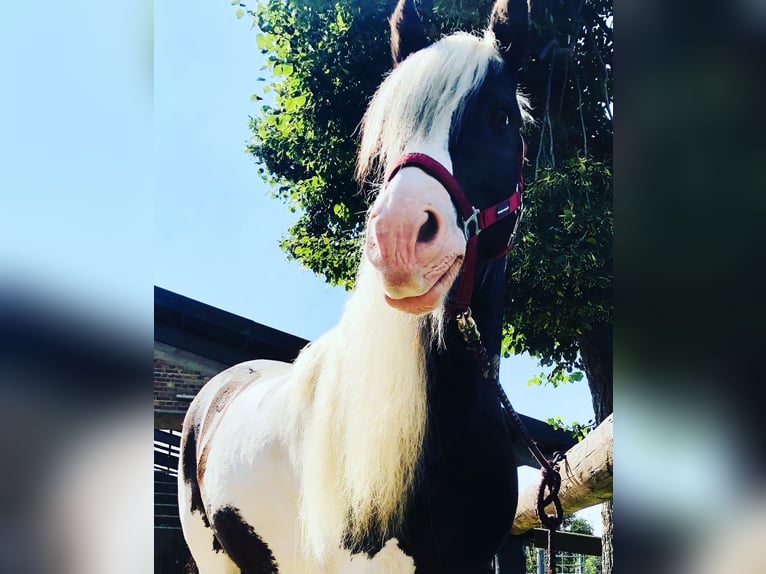 Cob Irlandese / Tinker / Gypsy Vanner Castrone 12 Anni 145 cm Pezzato in Duisburg