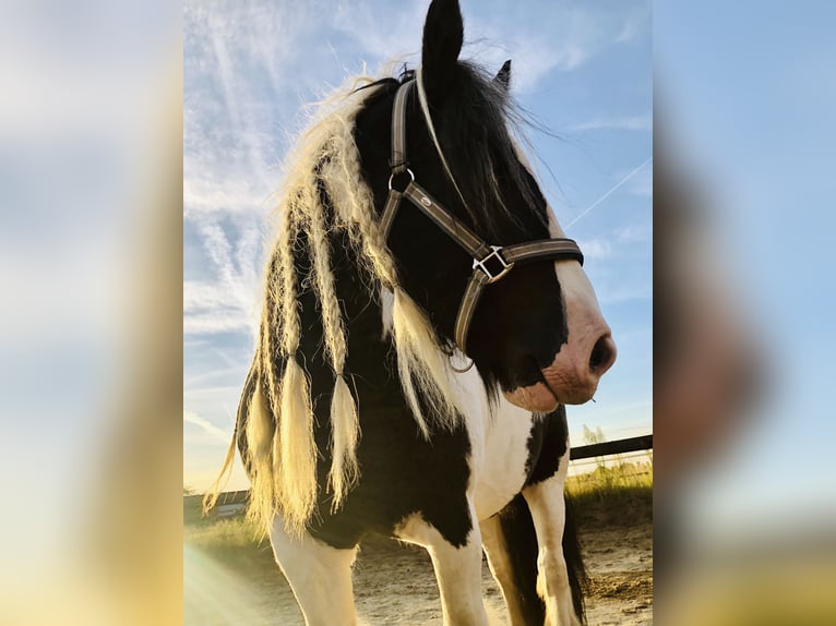 Cob Irlandese / Tinker / Gypsy Vanner Castrone 12 Anni 145 cm Pezzato in Duisburg