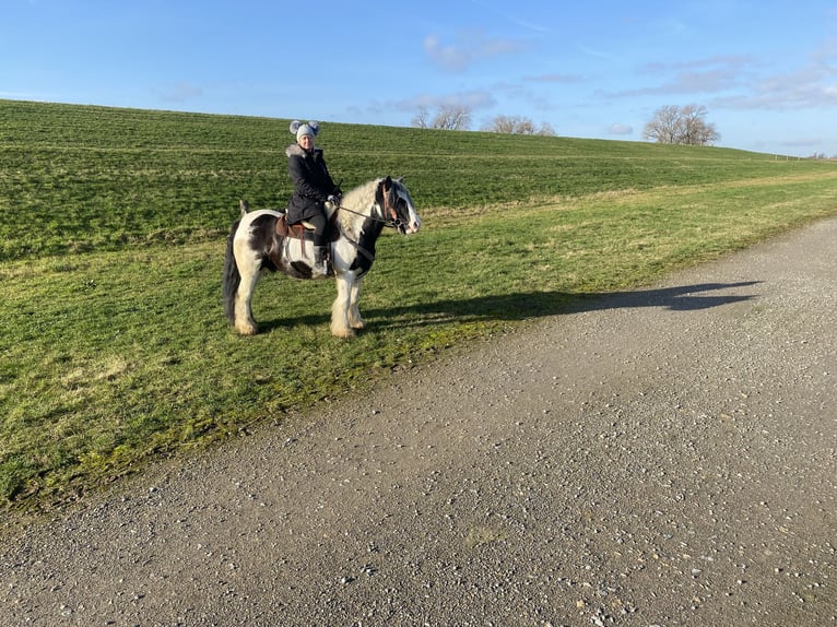 Cob Irlandese / Tinker / Gypsy Vanner Castrone 12 Anni 145 cm Pezzato in Duisburg