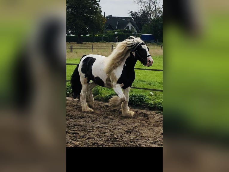 Cob Irlandese / Tinker / Gypsy Vanner Castrone 12 Anni 145 cm Pezzato in Duisburg