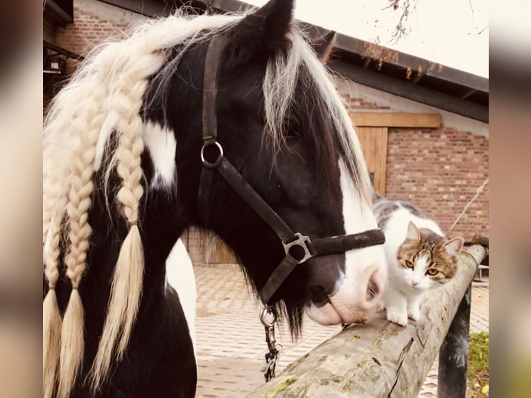 Cob Irlandese / Tinker / Gypsy Vanner Castrone 12 Anni 145 cm Pezzato in Duisburg