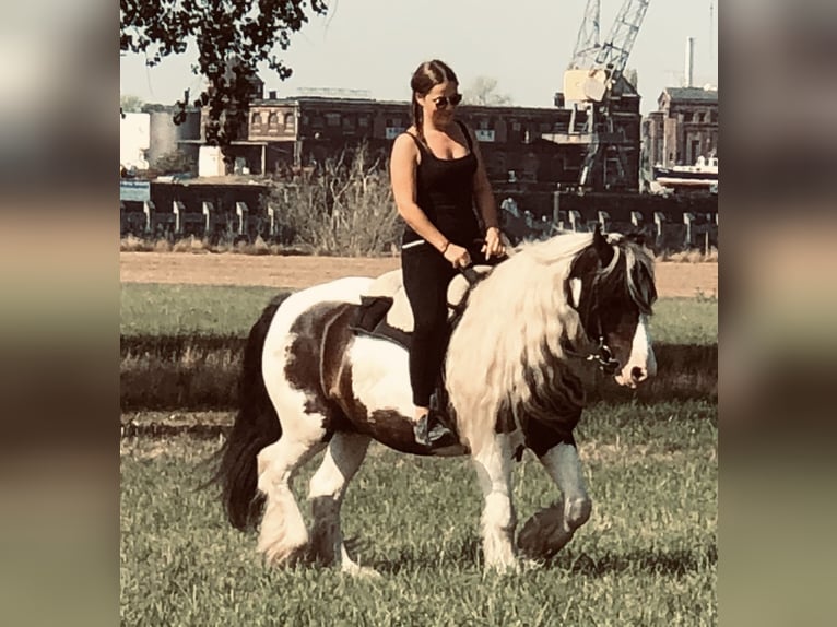 Cob Irlandese / Tinker / Gypsy Vanner Castrone 12 Anni 145 cm Pezzato in Duisburg