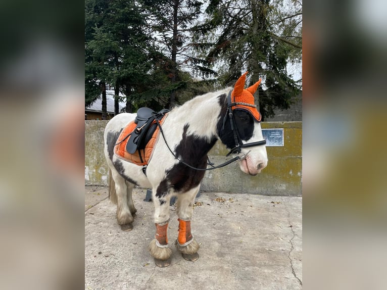 Cob Irlandese / Tinker / Gypsy Vanner Castrone 12 Anni 146 cm Pezzato in Milow