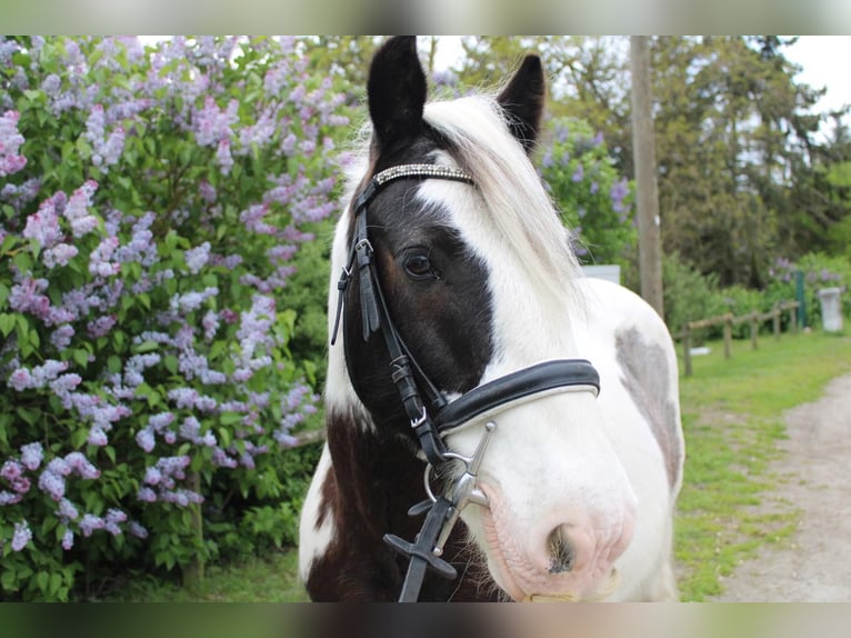 Cob Irlandese / Tinker / Gypsy Vanner Castrone 12 Anni 146 cm Pezzato in Milow