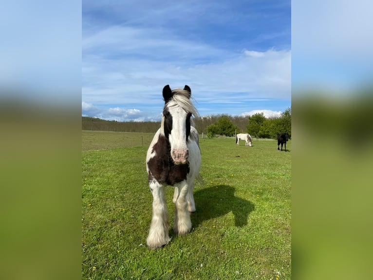 Cob Irlandese / Tinker / Gypsy Vanner Castrone 12 Anni 146 cm Pezzato in Milow