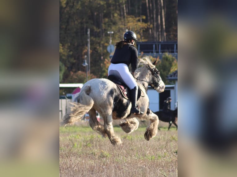 Cob Irlandese / Tinker / Gypsy Vanner Castrone 12 Anni 146 cm Pezzato in Milow