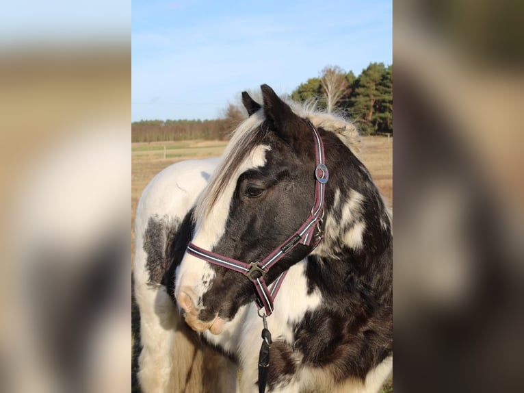 Cob Irlandese / Tinker / Gypsy Vanner Castrone 12 Anni 146 cm Pezzato in Milow