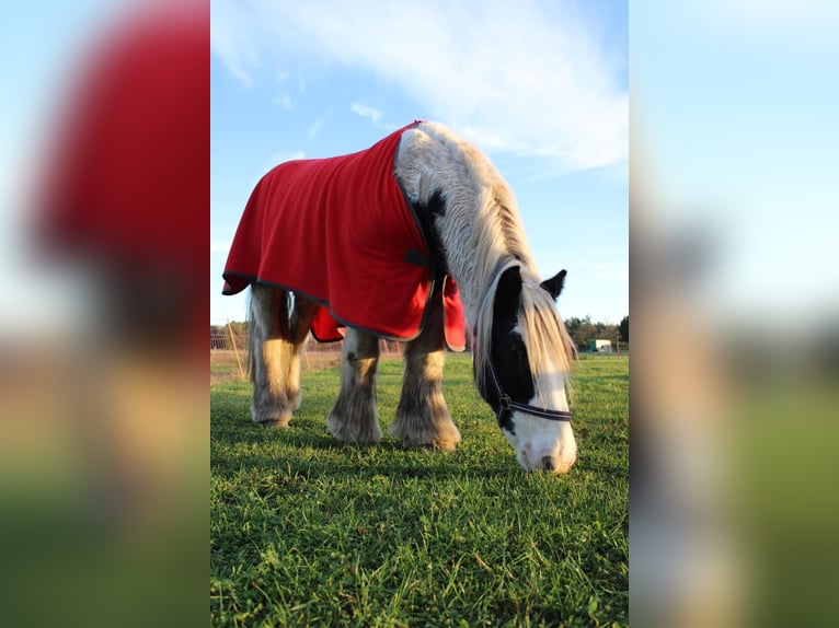 Cob Irlandese / Tinker / Gypsy Vanner Castrone 12 Anni 146 cm Pezzato in Milow