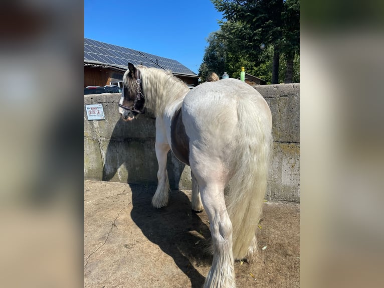 Cob Irlandese / Tinker / Gypsy Vanner Castrone 12 Anni 146 cm Pezzato in Milow