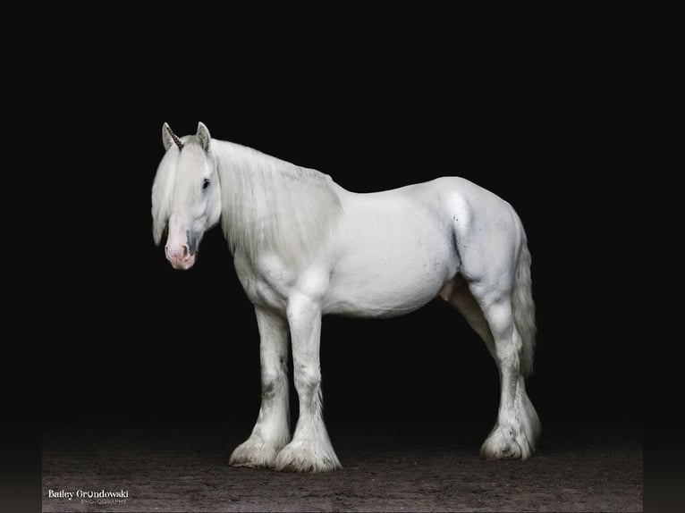 Cob Irlandese / Tinker / Gypsy Vanner Castrone 12 Anni 147 cm Grigio in Everett PA