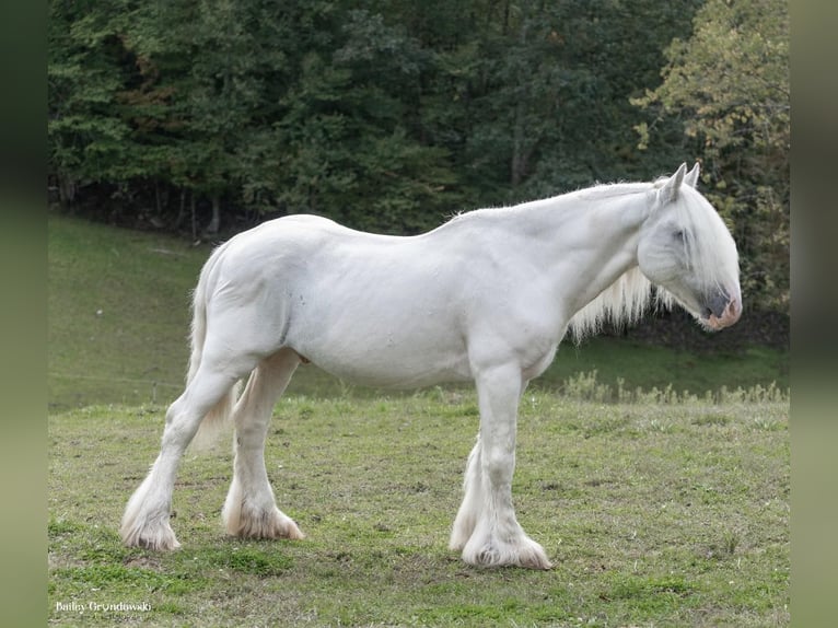 Cob Irlandese / Tinker / Gypsy Vanner Castrone 12 Anni 147 cm Grigio in Everett PA