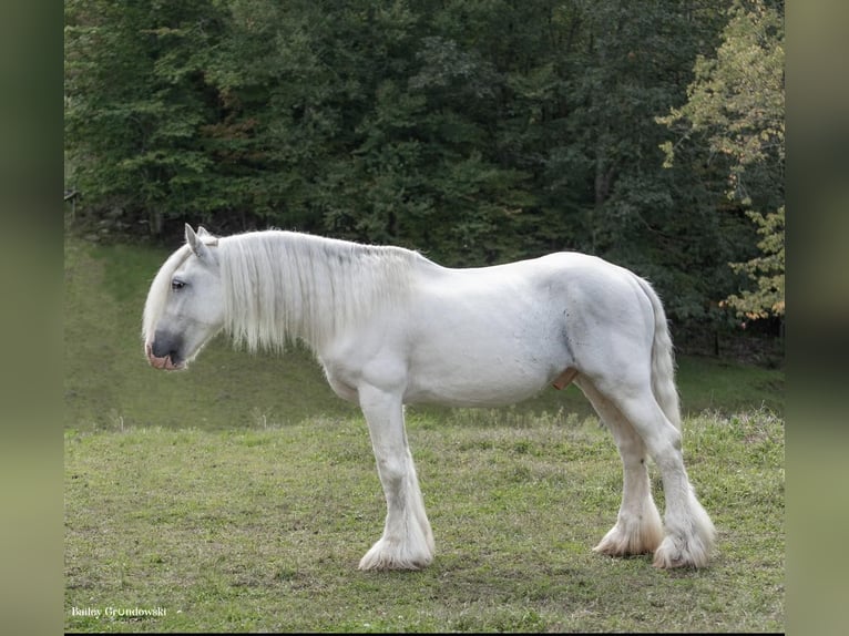 Cob Irlandese / Tinker / Gypsy Vanner Castrone 12 Anni 147 cm Grigio in Everett PA