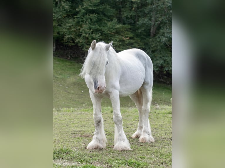 Cob Irlandese / Tinker / Gypsy Vanner Castrone 12 Anni 147 cm Grigio in Everett PA