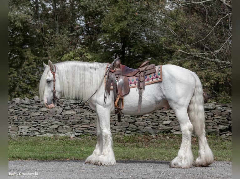 Cob Irlandese / Tinker / Gypsy Vanner Castrone 12 Anni 147 cm Grigio in Everett PA