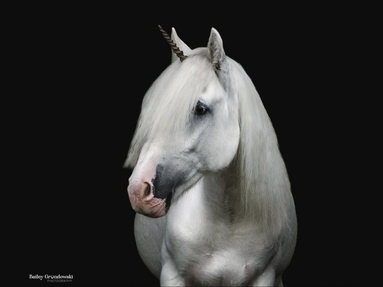 Cob Irlandese / Tinker / Gypsy Vanner Castrone 12 Anni 147 cm Grigio in Everett PA