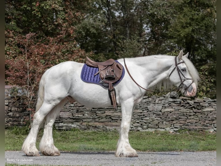 Cob Irlandese / Tinker / Gypsy Vanner Castrone 12 Anni 147 cm Grigio in Everett PA