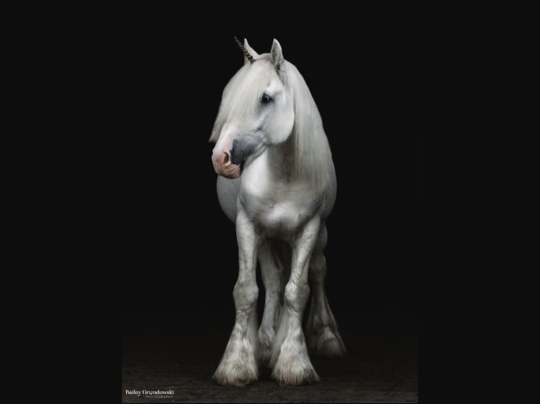 Cob Irlandese / Tinker / Gypsy Vanner Castrone 12 Anni 147 cm Grigio in Everett PA