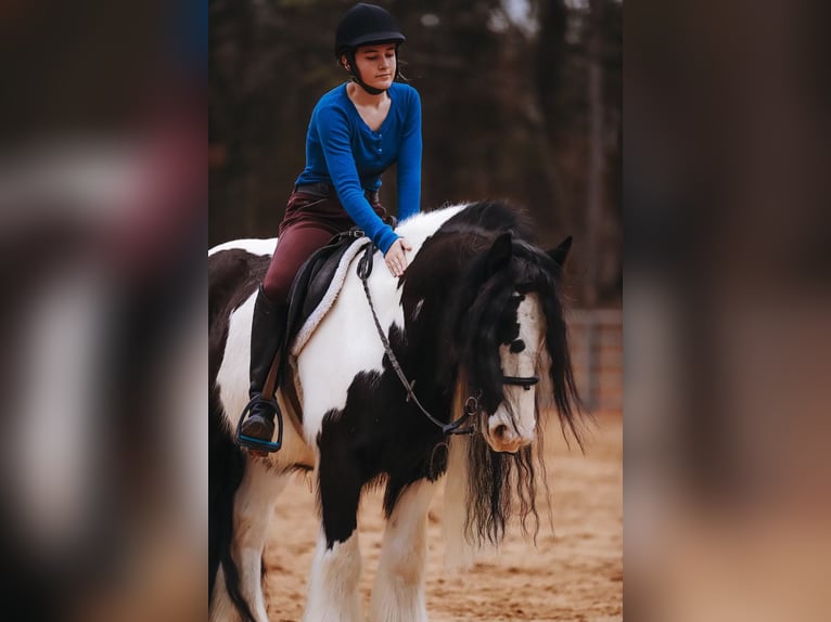 Cob Irlandese / Tinker / Gypsy Vanner Castrone 12 Anni 147 cm Pezzato in Lyles