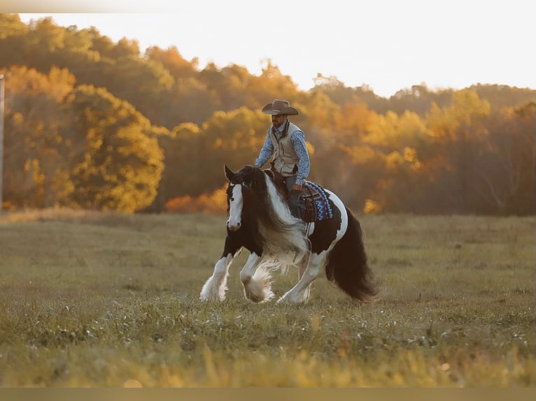 Cob Irlandese / Tinker / Gypsy Vanner Castrone 12 Anni 147 cm Pezzato in Lyles