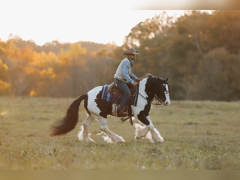 Cob Irlandese / Tinker / Gypsy Vanner Castrone 12 Anni 147 cm Pezzato in Lyles