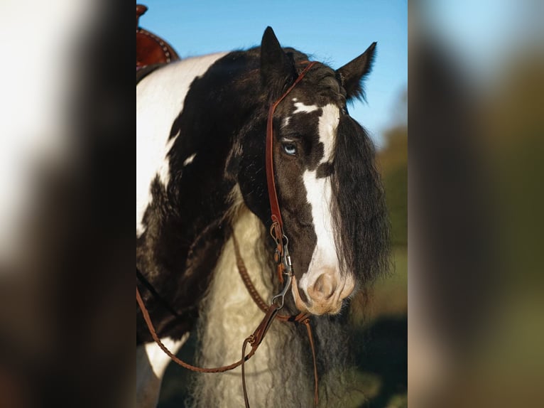 Cob Irlandese / Tinker / Gypsy Vanner Castrone 12 Anni 147 cm Pezzato in Lyles