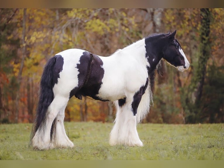 Cob Irlandese / Tinker / Gypsy Vanner Castrone 12 Anni 147 cm Pezzato in Lyles