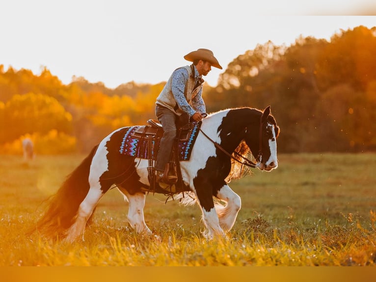 Cob Irlandese / Tinker / Gypsy Vanner Castrone 12 Anni 147 cm Pezzato in Lyles