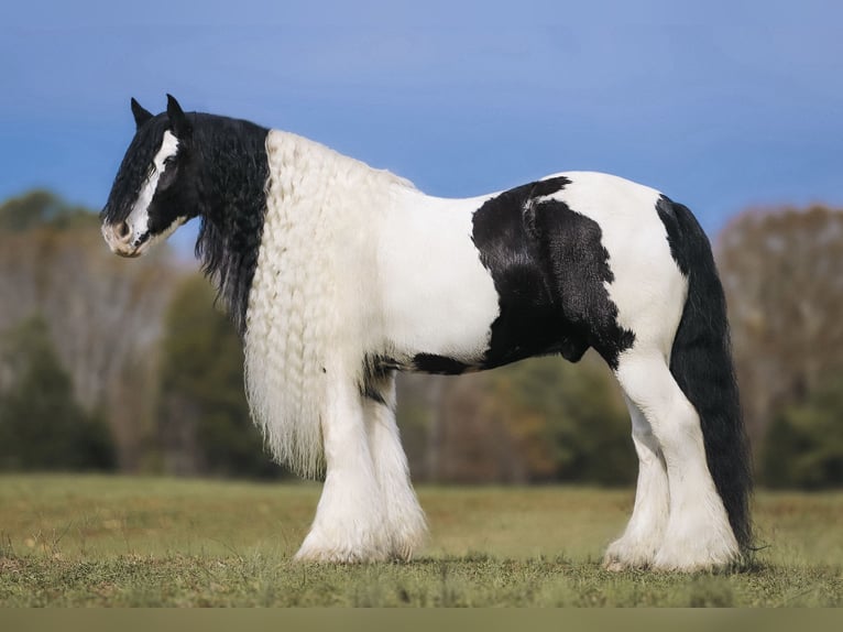 Cob Irlandese / Tinker / Gypsy Vanner Castrone 12 Anni 147 cm Pezzato in Lyles