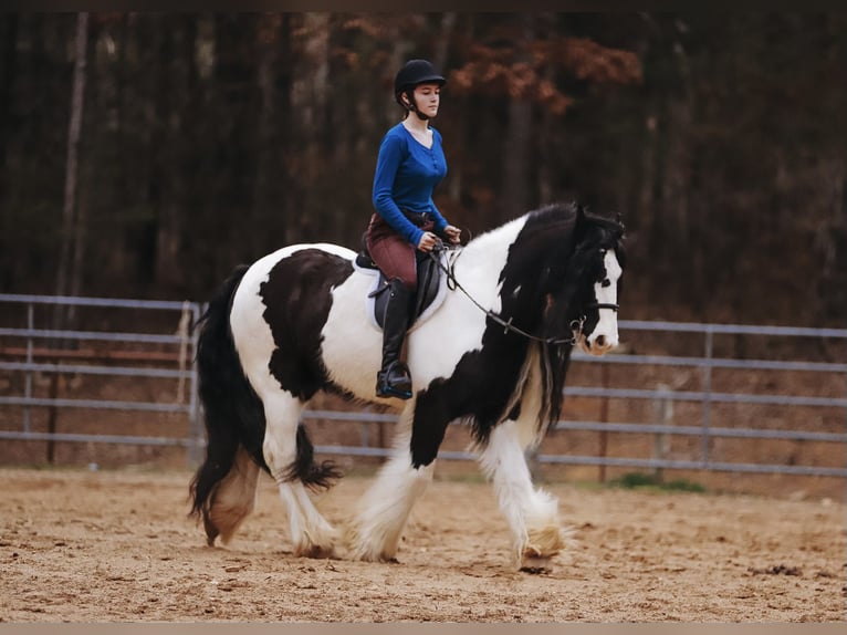 Cob Irlandese / Tinker / Gypsy Vanner Castrone 12 Anni 147 cm Pezzato in Lyles