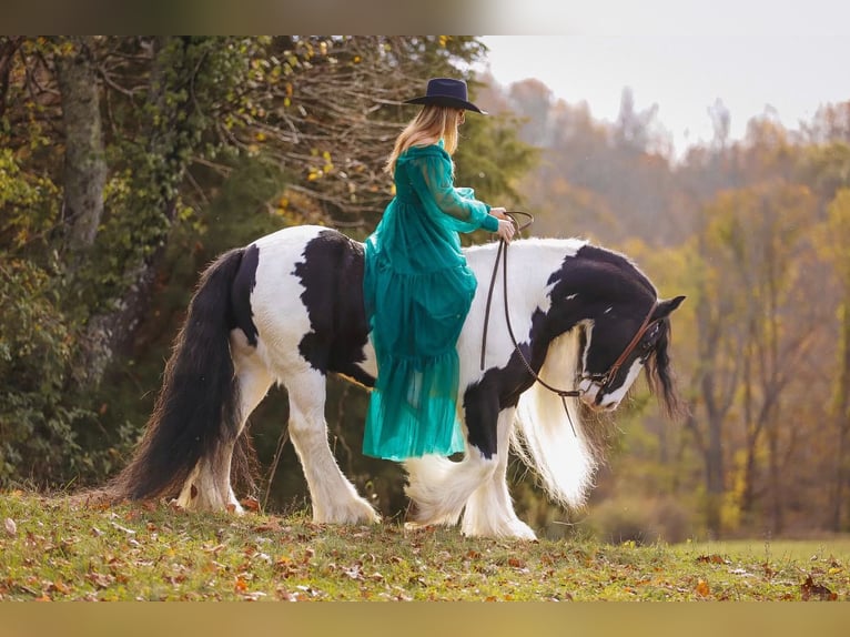 Cob Irlandese / Tinker / Gypsy Vanner Castrone 12 Anni 147 cm Pezzato in Lyles