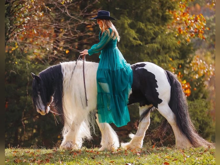 Cob Irlandese / Tinker / Gypsy Vanner Castrone 12 Anni 147 cm Pezzato in Lyles