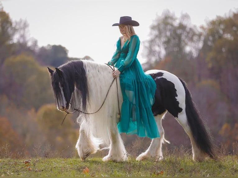 Cob Irlandese / Tinker / Gypsy Vanner Castrone 12 Anni 147 cm Pezzato in Lyles